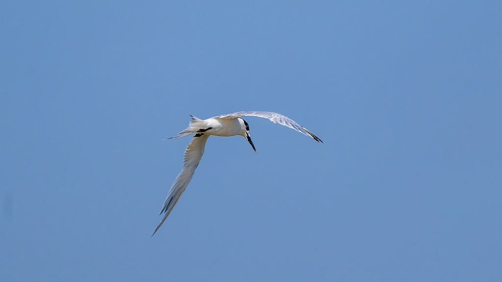 Sandwich Tern